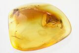 Detailed Fossil Marsh Beetle (Scirtidae) in Baltic Amber #321751-1